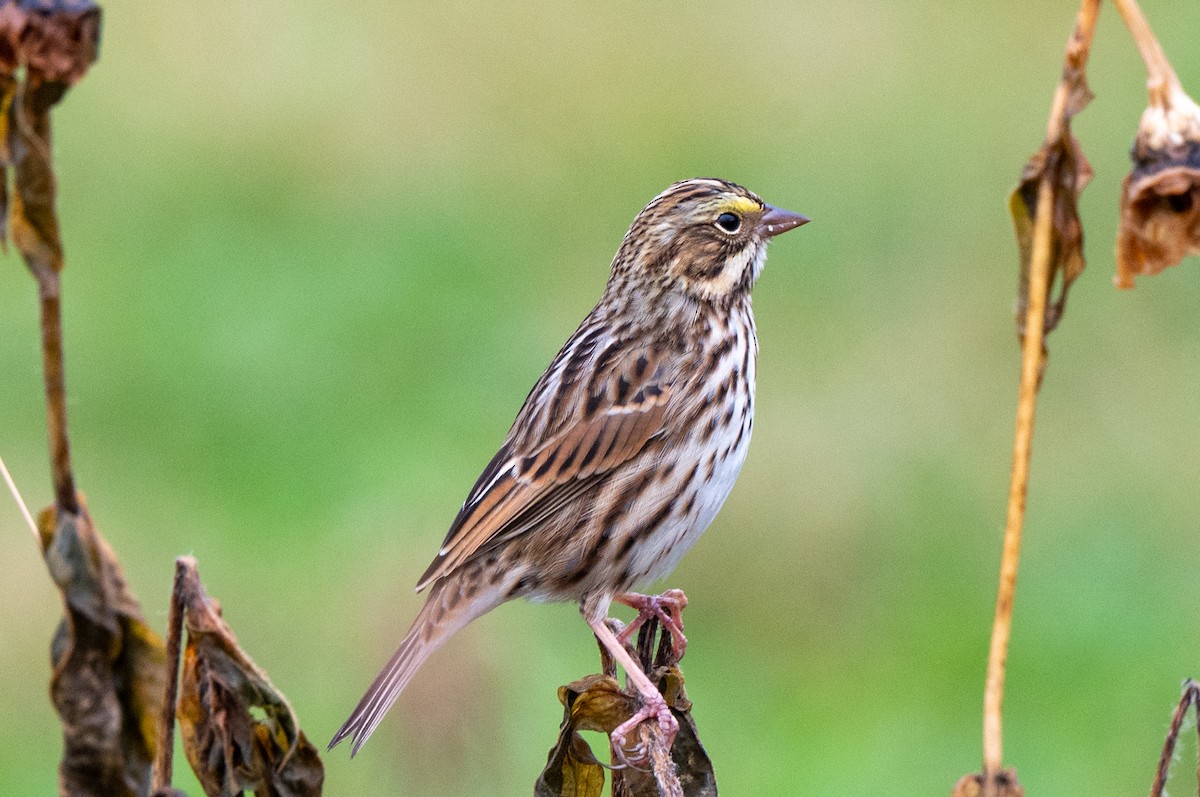 Savannah Sparrow - ML643941650