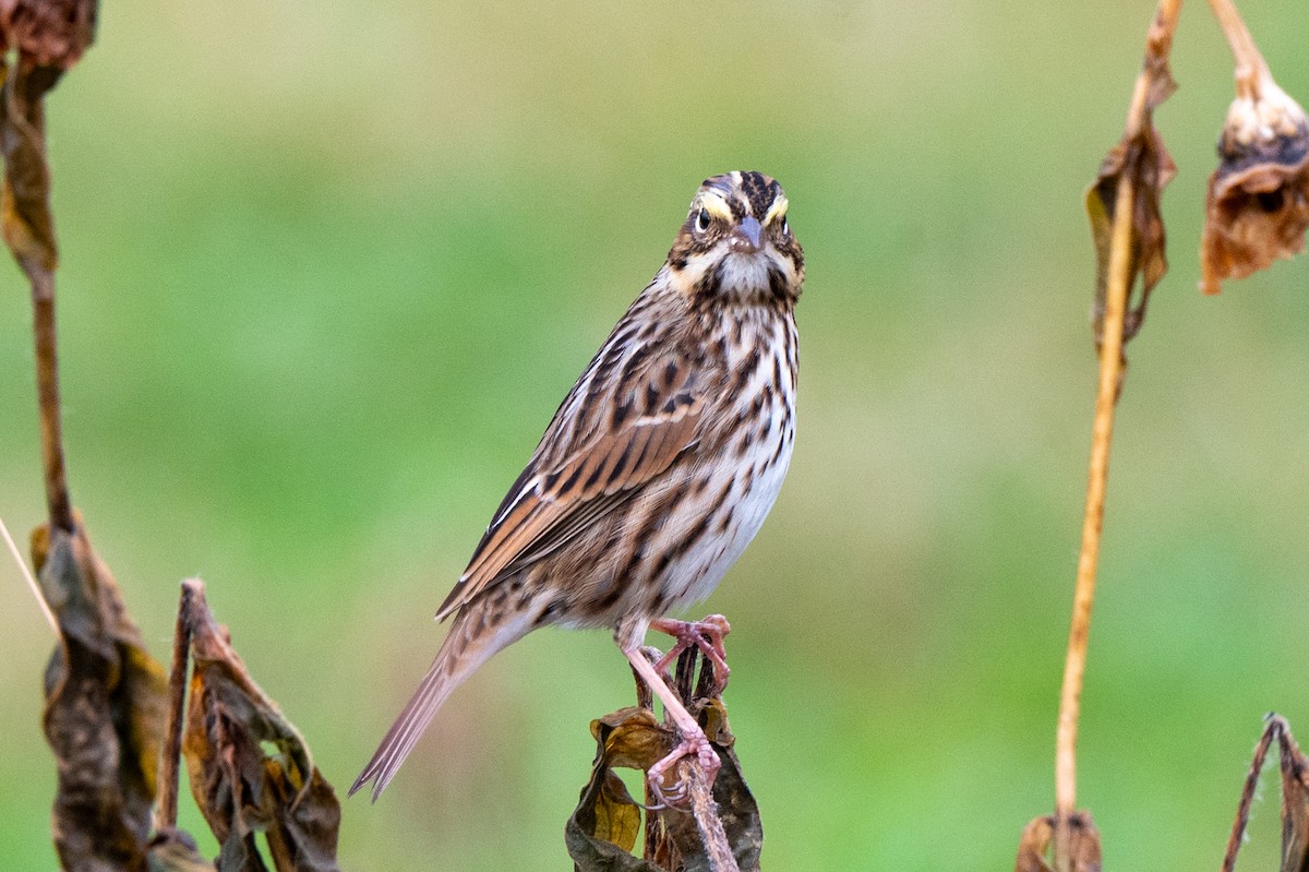 Savannah Sparrow - ML643941651