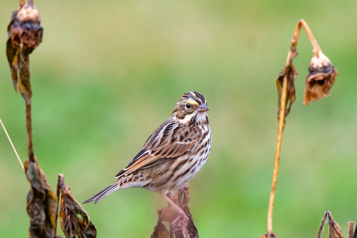 Savannah Sparrow - ML643941652