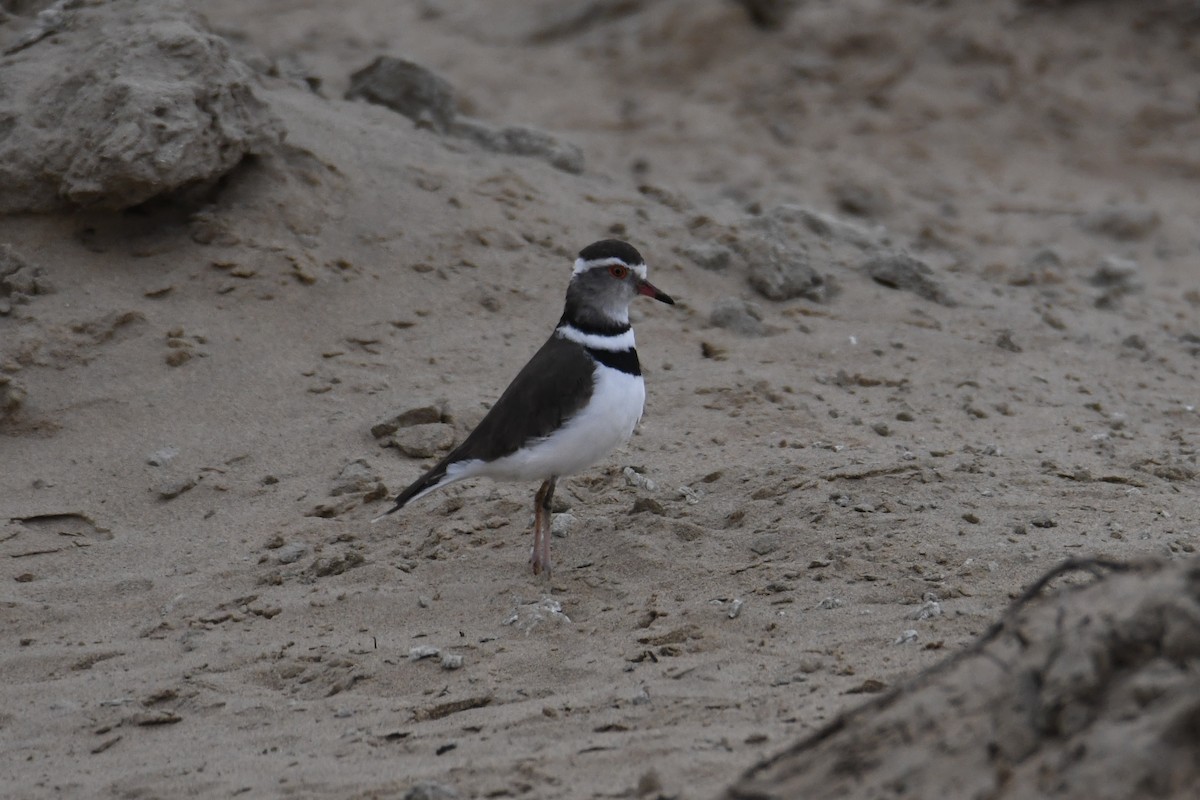 Three-banded Plover - ML643941659