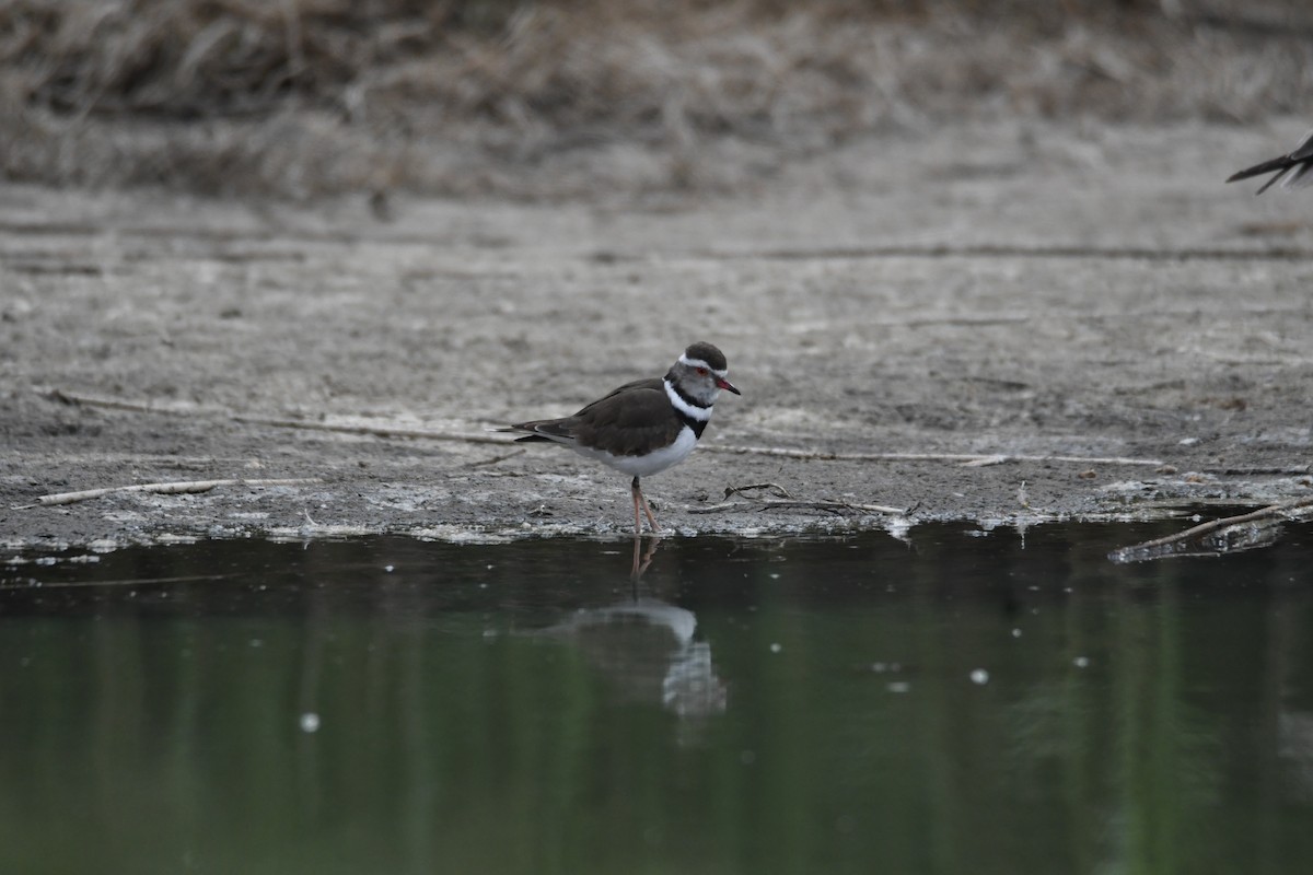 Three-banded Plover - ML643941660