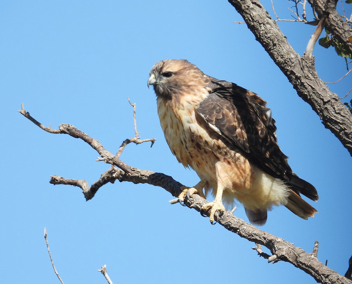Red-tailed Hawk - ML643941666