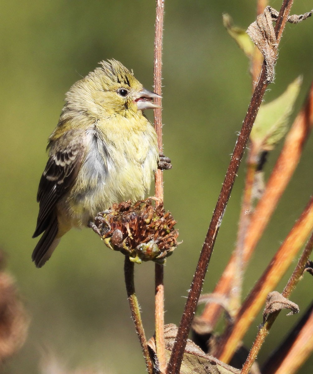 Lesser Goldfinch - ML643941679