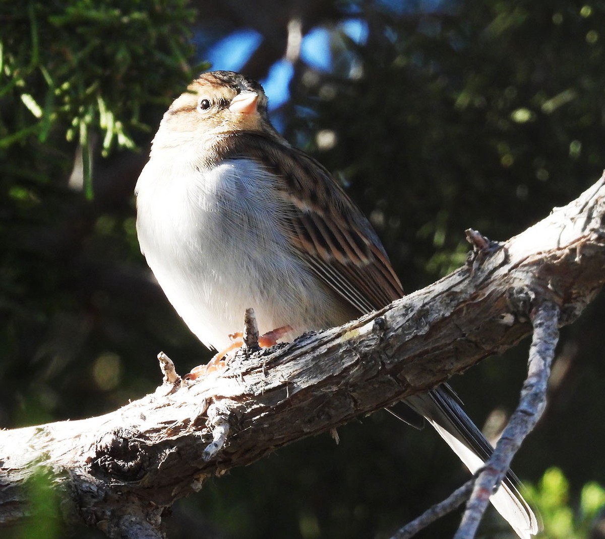 Chipping Sparrow - ML643941685