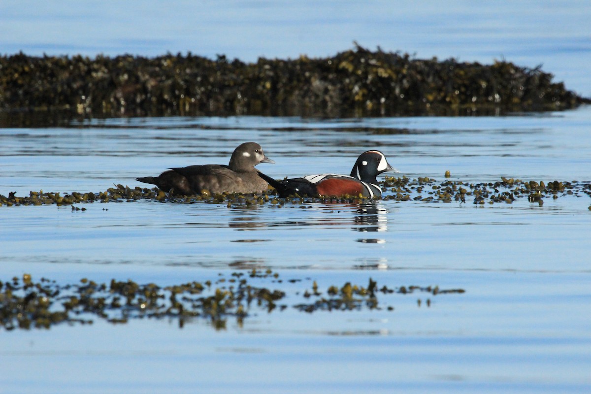 Harlequin Duck - ML643941686