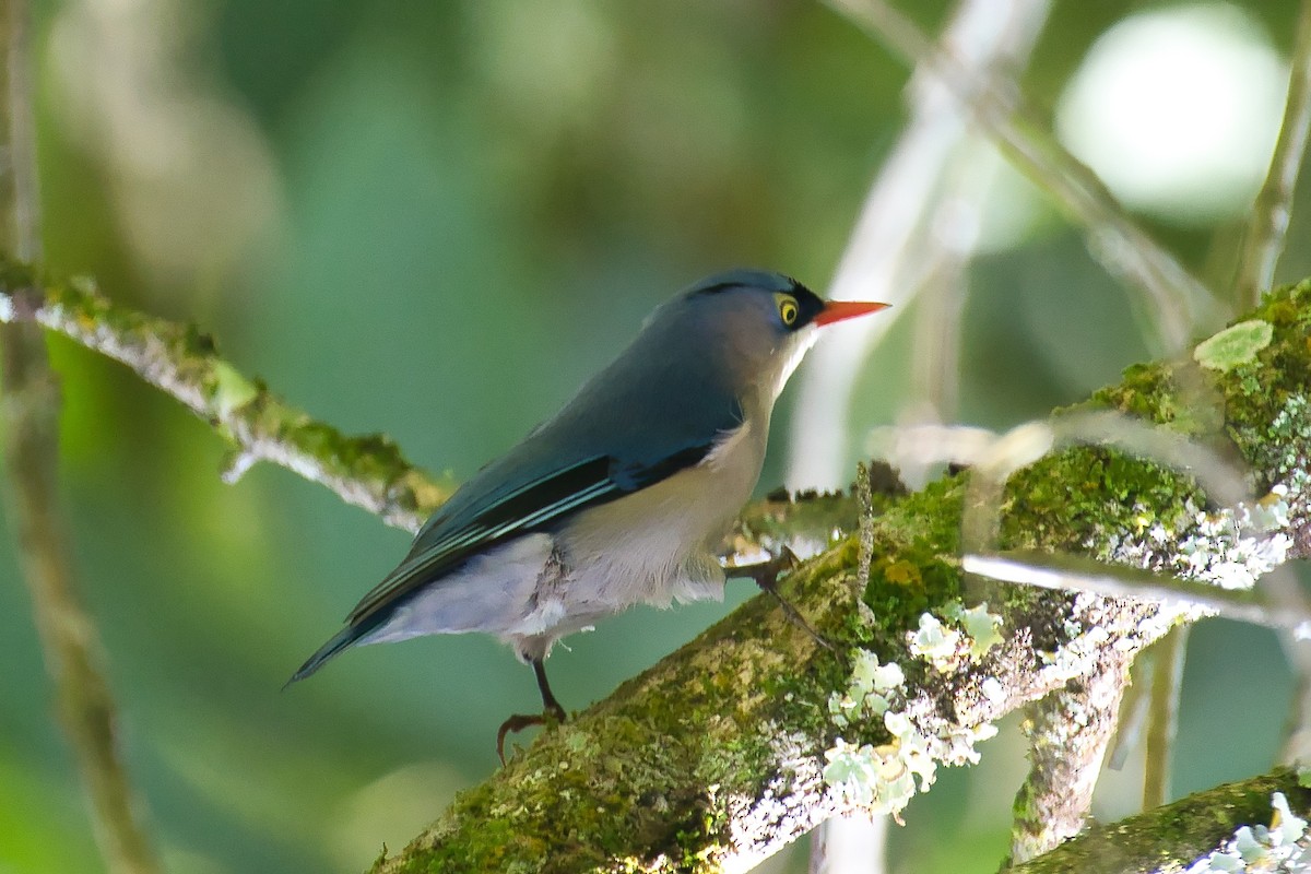 Velvet-fronted Nuthatch - ML643941692