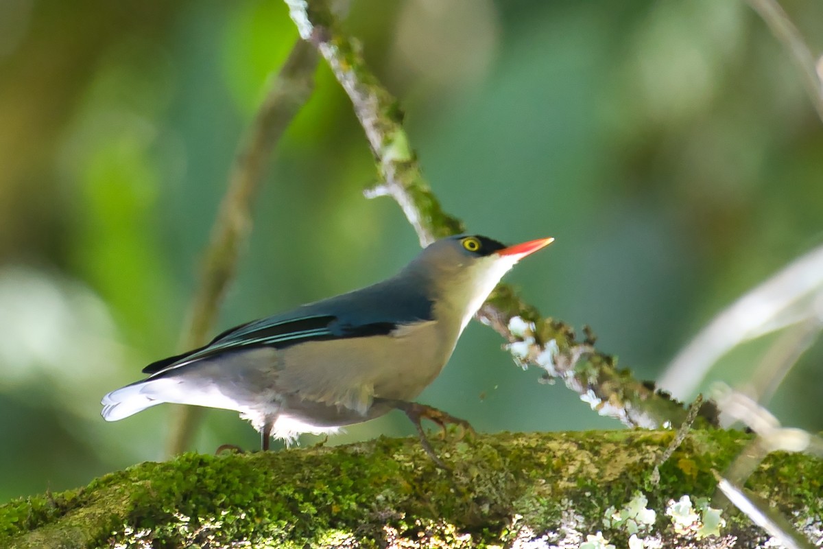 Velvet-fronted Nuthatch - ML643941693