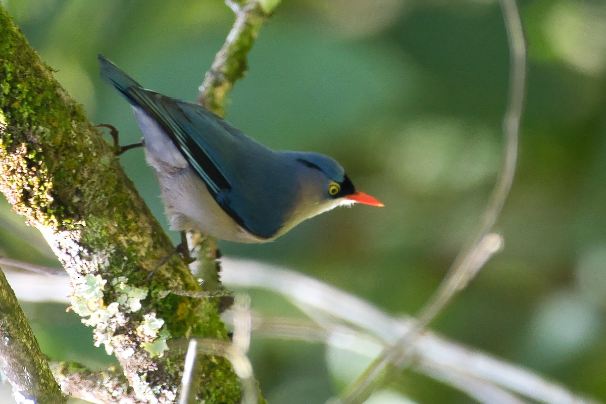 Velvet-fronted Nuthatch - ML643941694