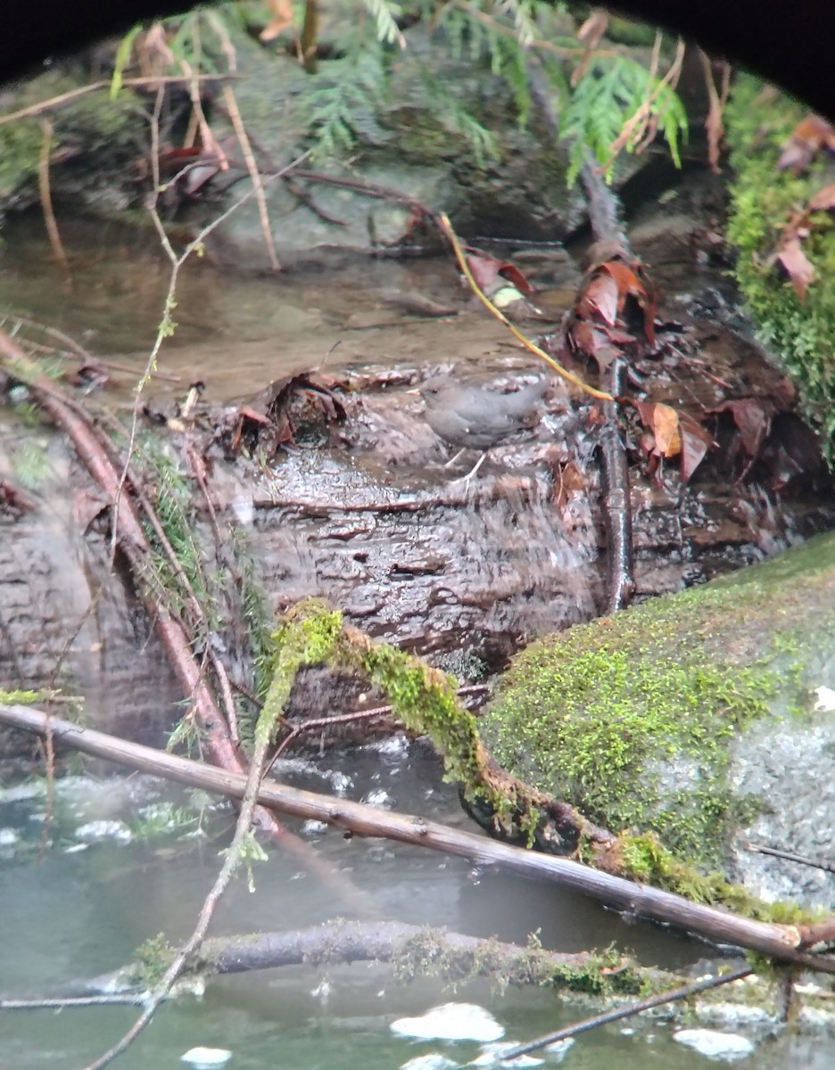 American Dipper - ML643941709