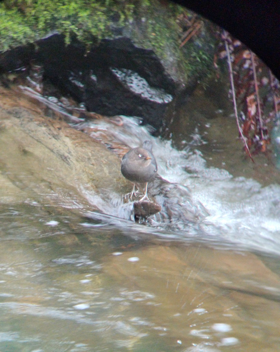American Dipper - ML643941711
