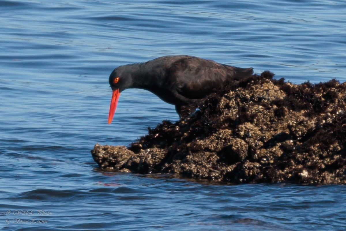 Black Oystercatcher - ML643941713
