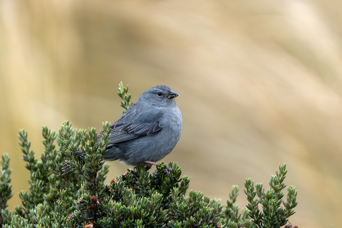 Plumbeous Sierra Finch - ML643941714