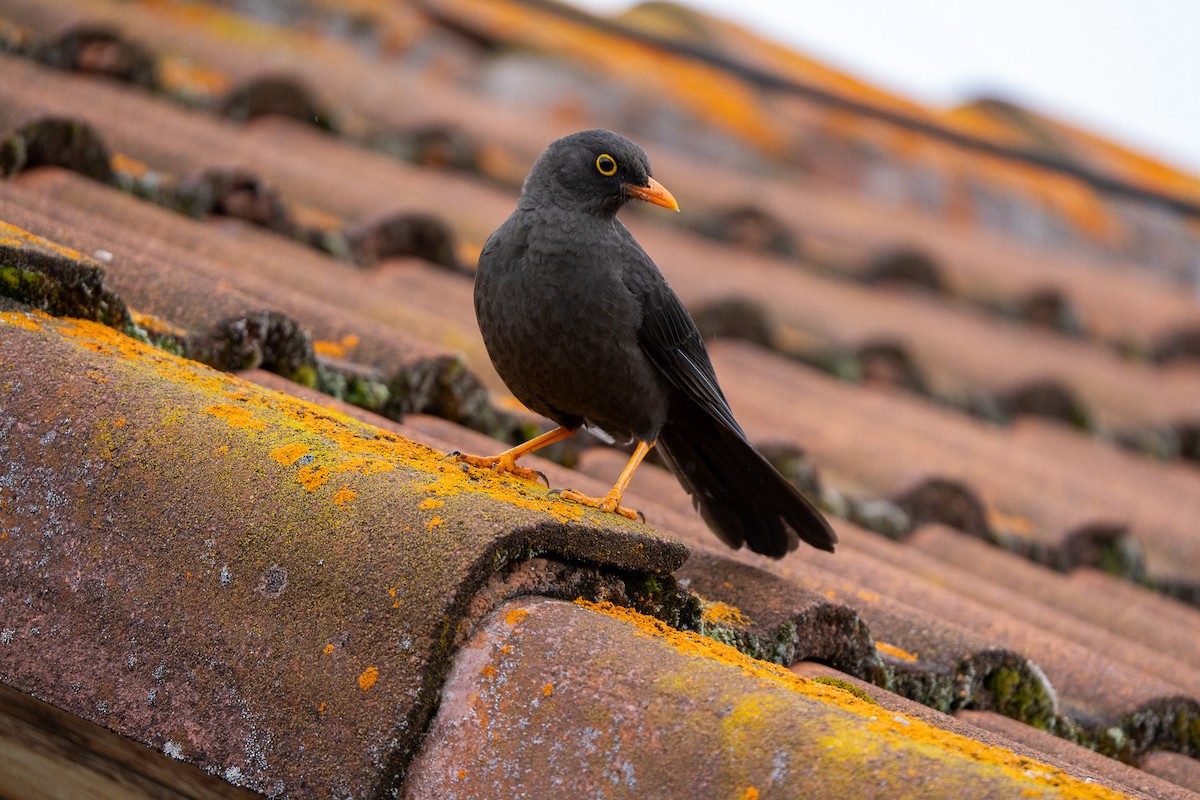 Great Thrush - ML643941716