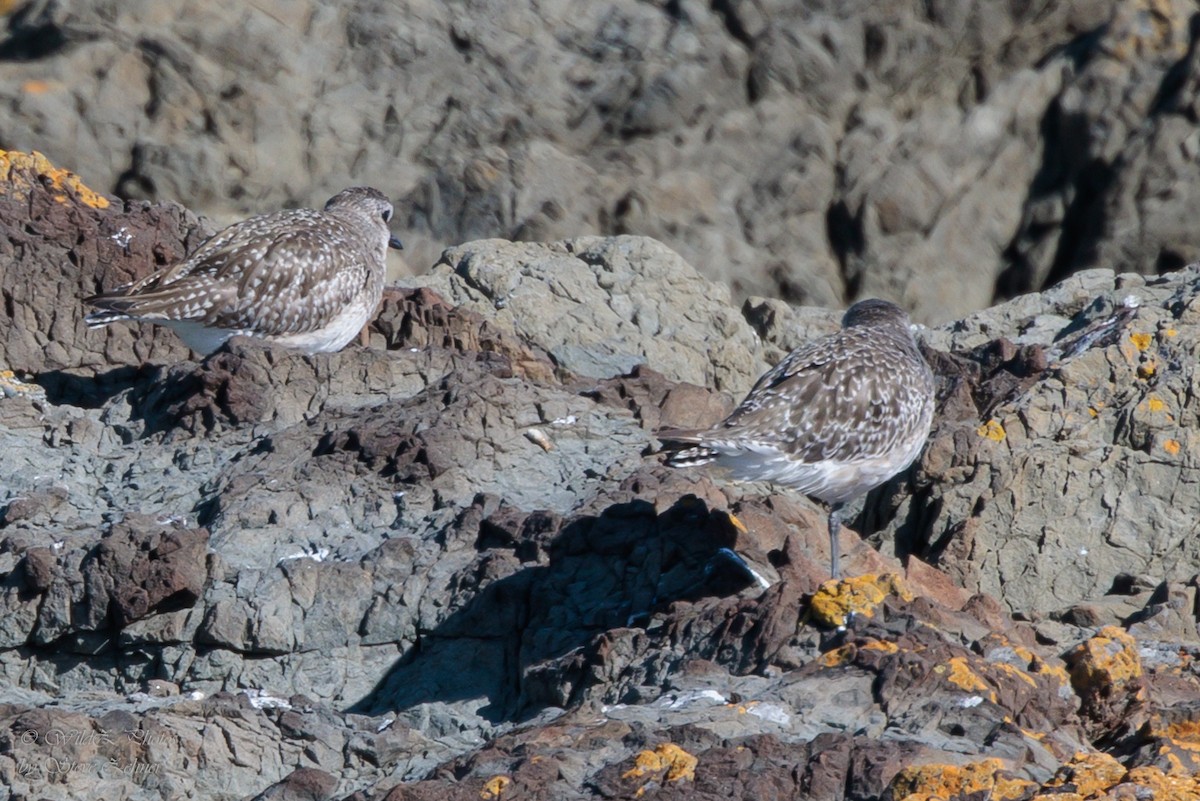 Black-bellied Plover - ML643941718