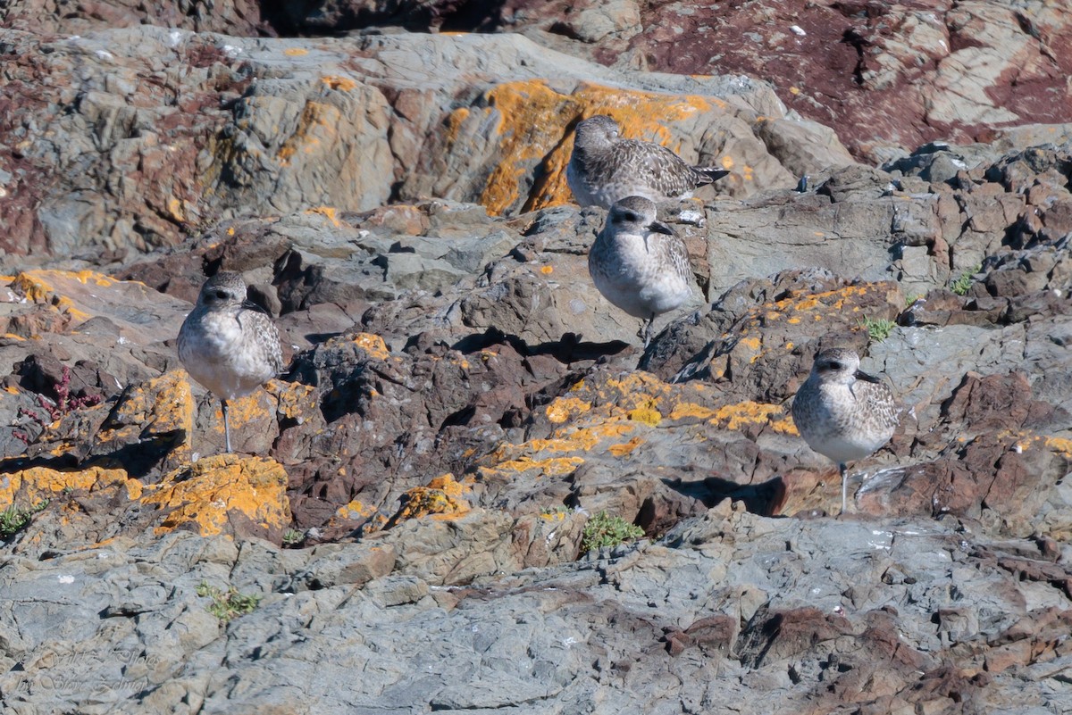 Black-bellied Plover - ML643941719