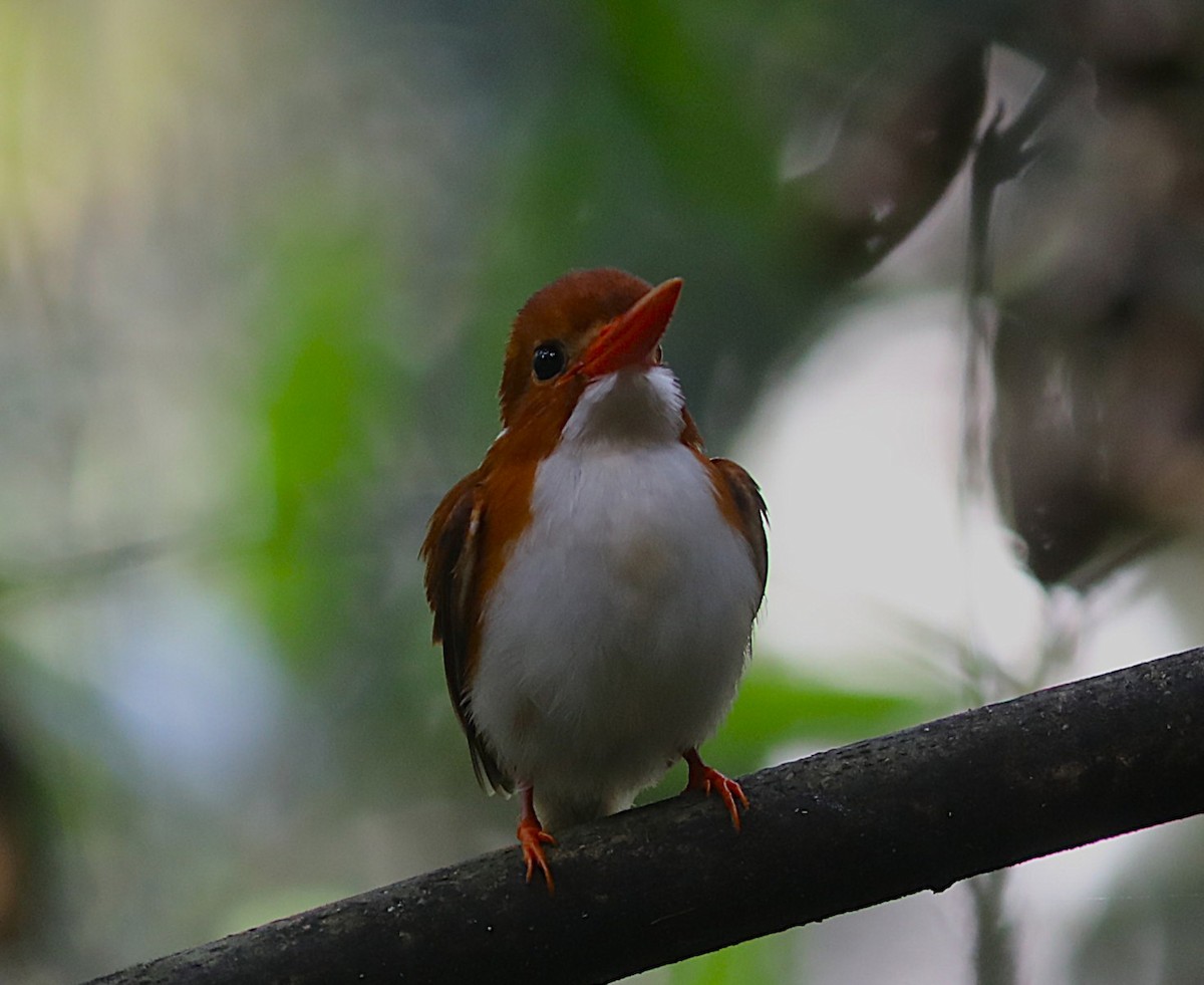 Martin-pêcheur malgache - ML643941740