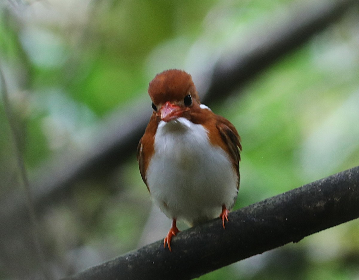 Martin-pêcheur malgache - ML643941741