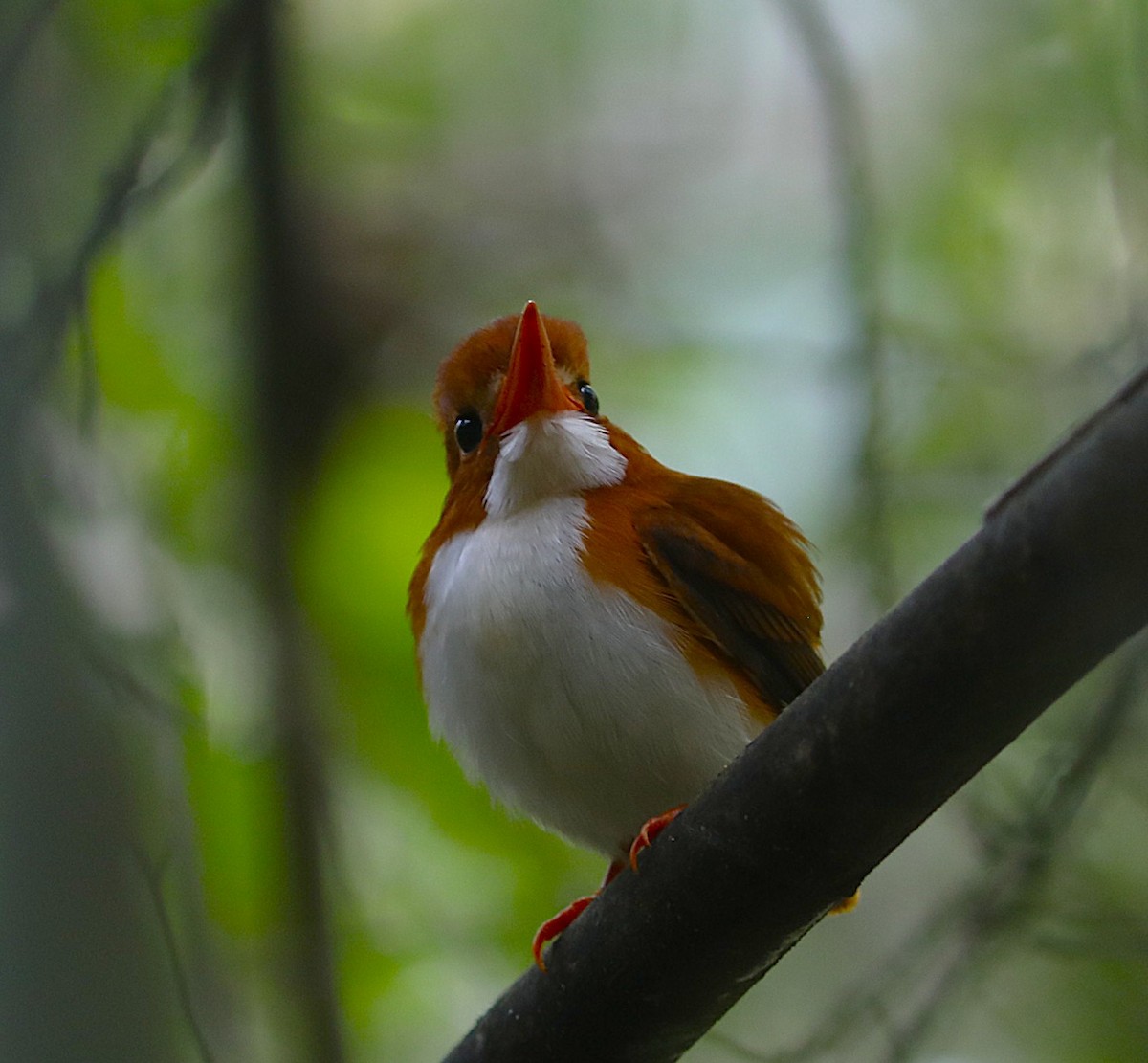 Martin-pêcheur malgache - ML643941742