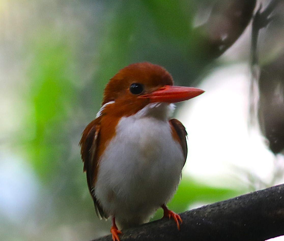 Martin-pêcheur malgache - ML643941743
