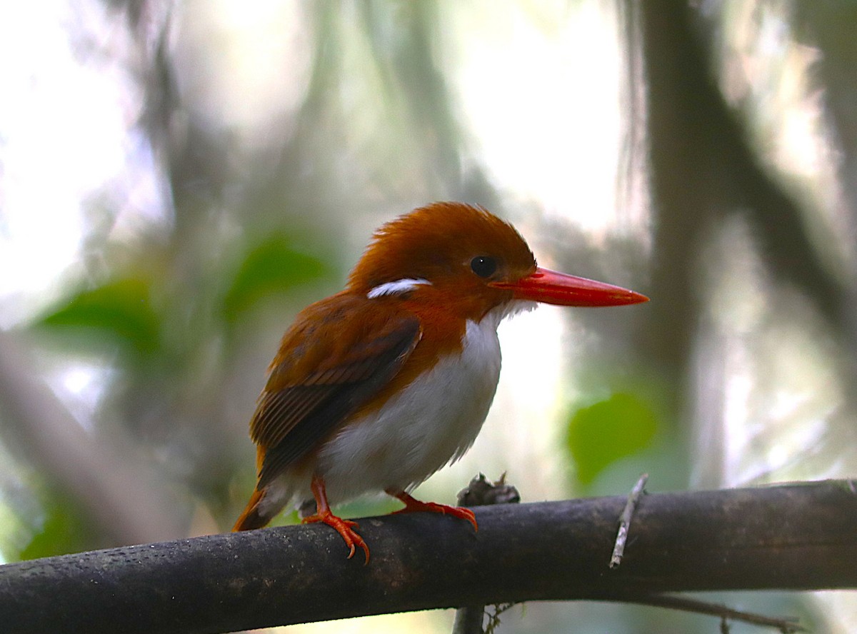 Martin-pêcheur malgache - ML643941744