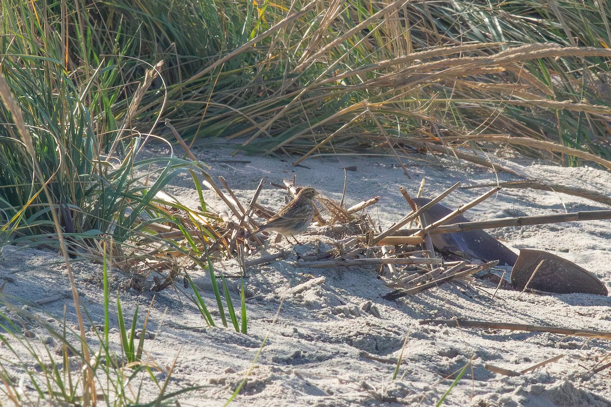 Chestnut-collared Longspur - ML643941770