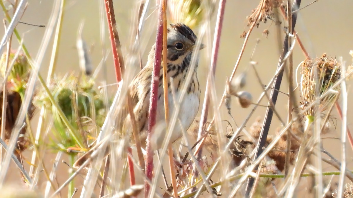 Lincoln's Sparrow - ML643941777