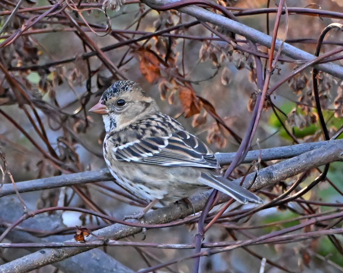 Harris's Sparrow - ML643941778