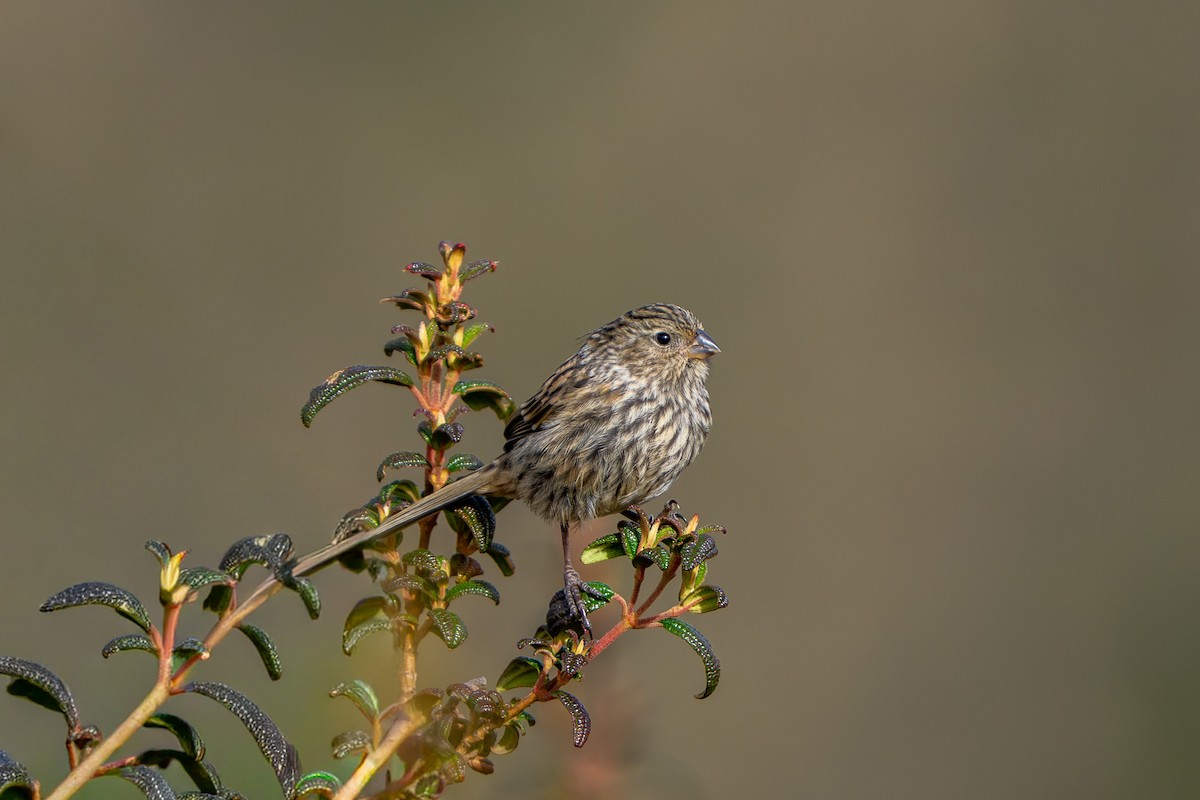 Plumbeous Sierra Finch - ML643941783