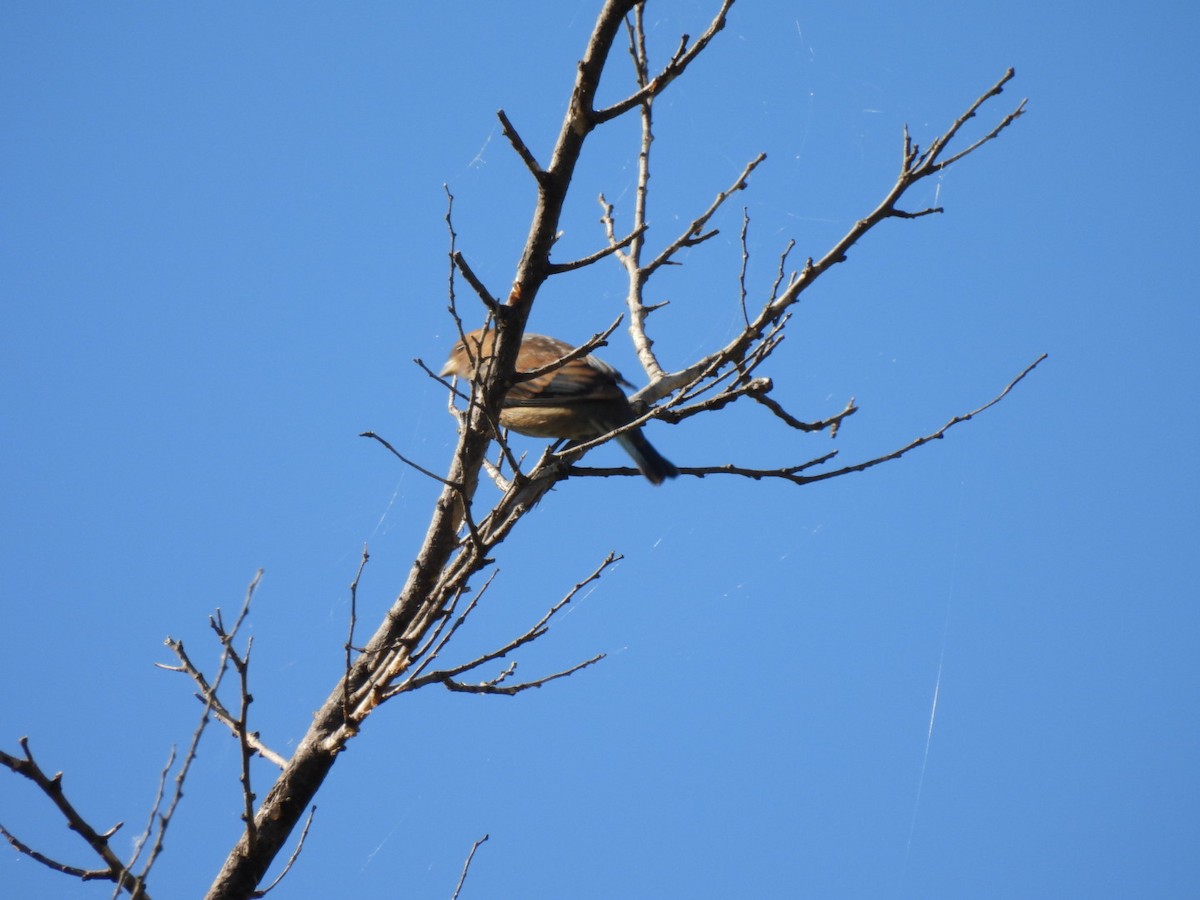Indigo Bunting - ML643941794