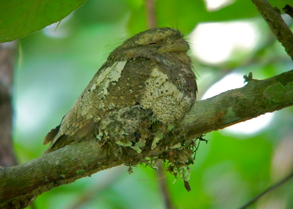 Blyth's Frogmouth - ML643941801