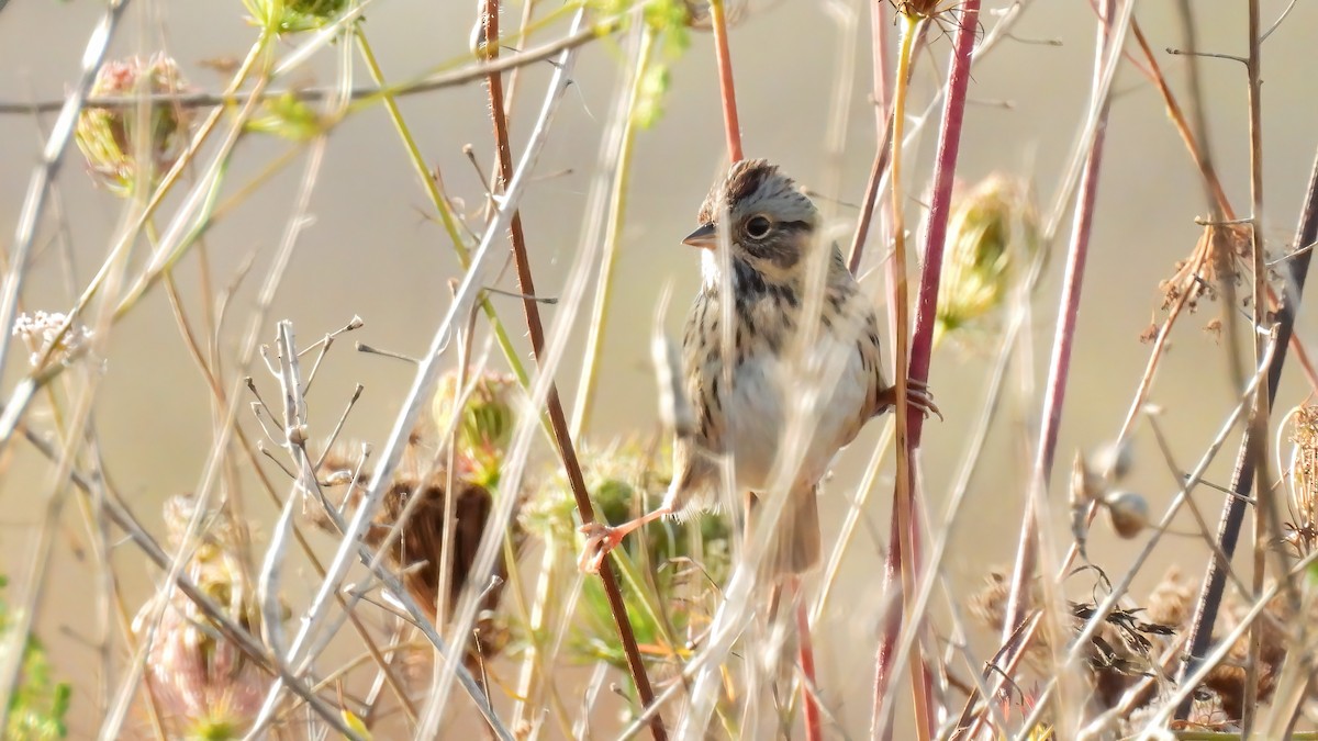 Lincoln's Sparrow - ML643941841