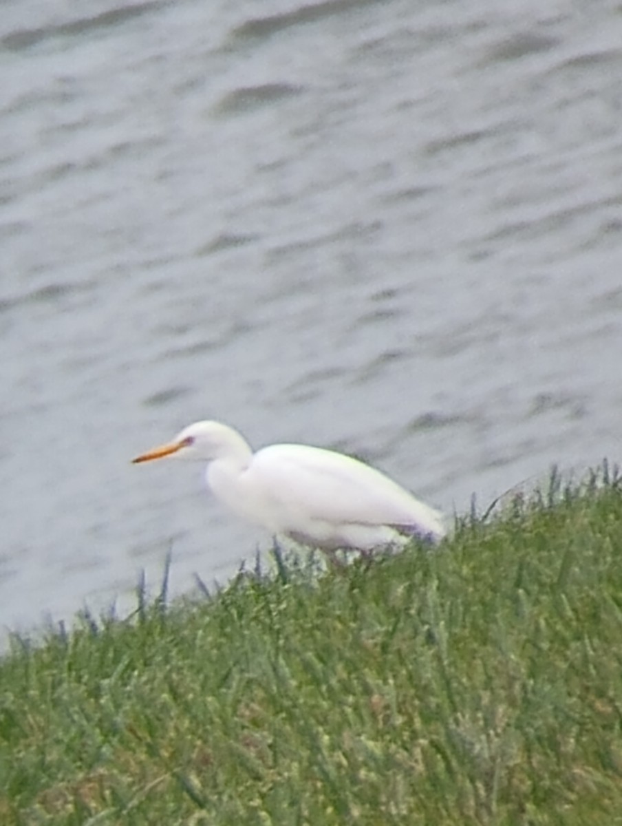 Western Cattle-Egret - ML643941842