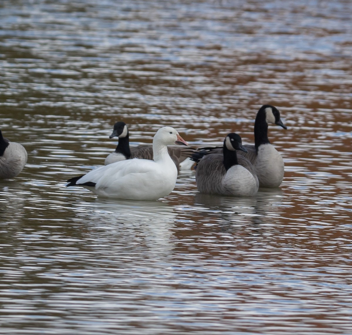 Snow Goose - ML643941847