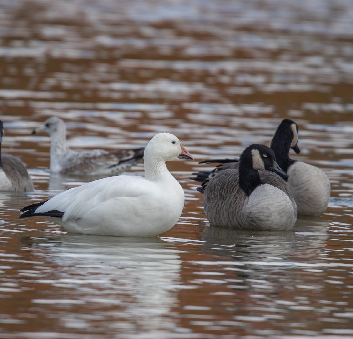 Snow Goose - ML643941848