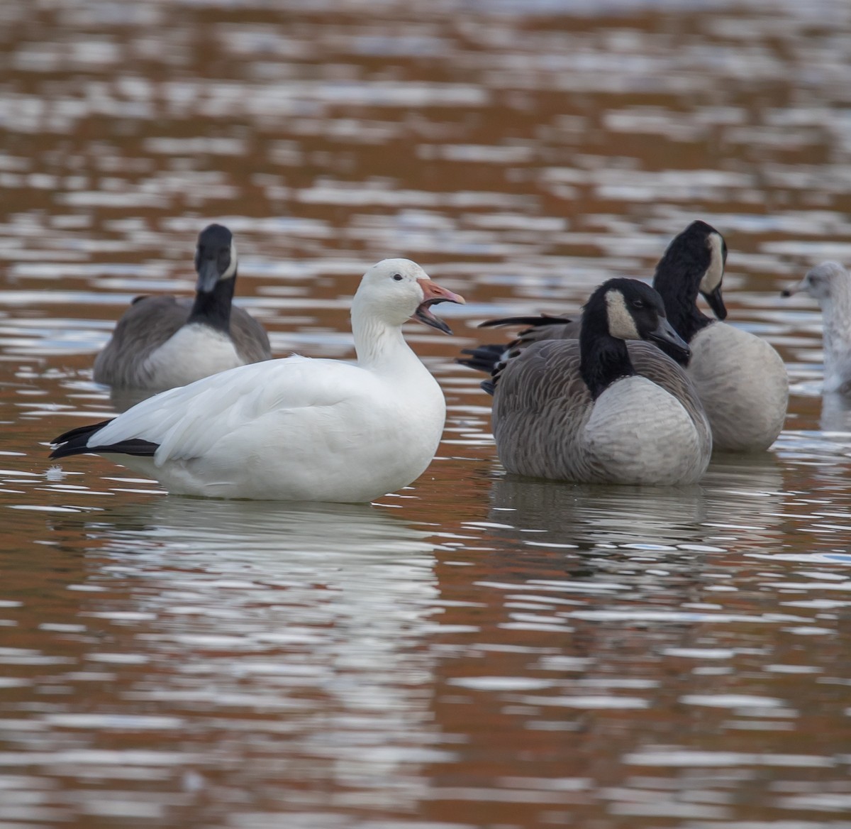 Snow Goose - ML643941849