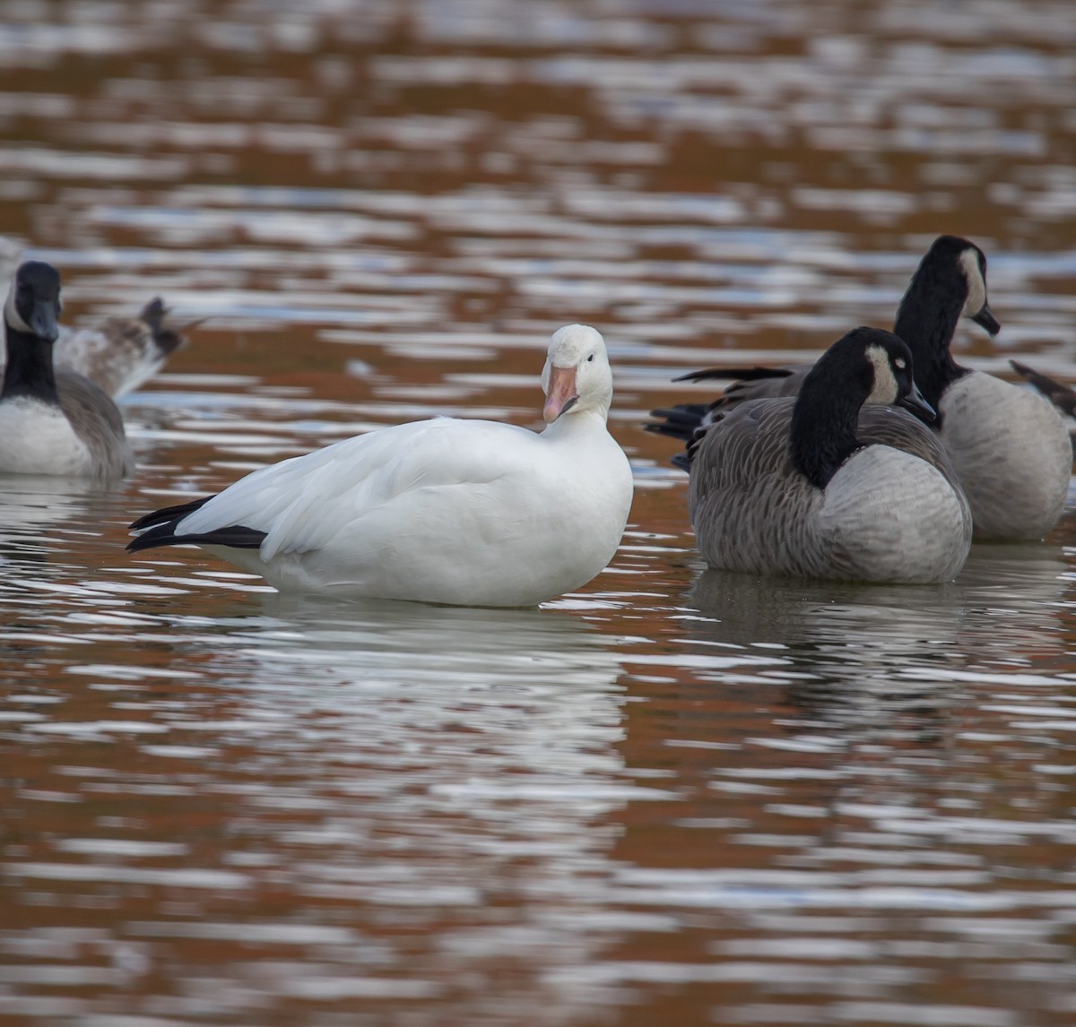 Snow Goose - ML643941850