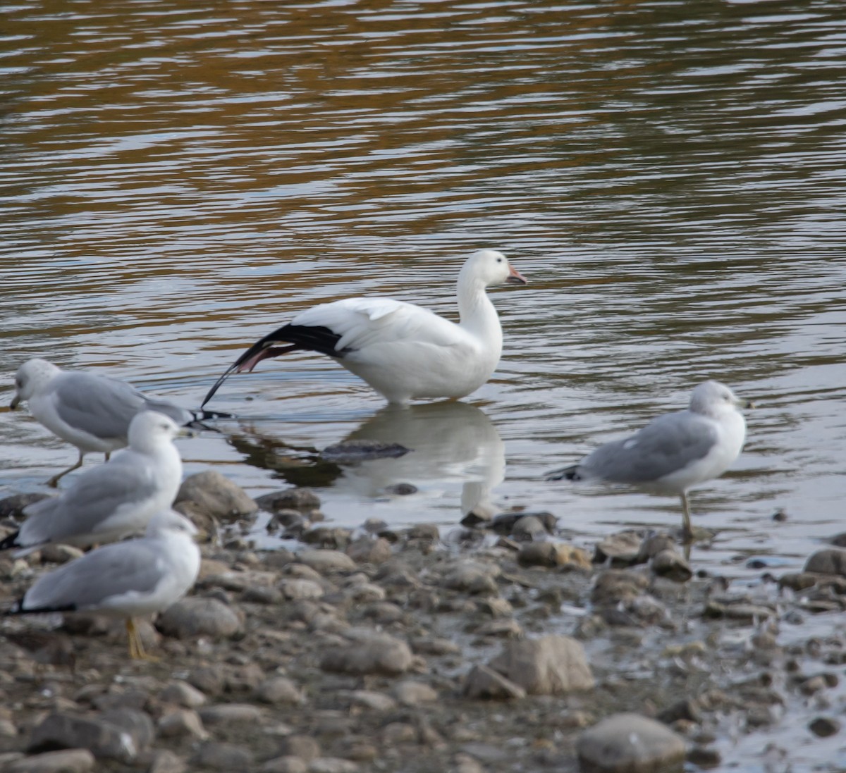 Snow Goose - ML643941852