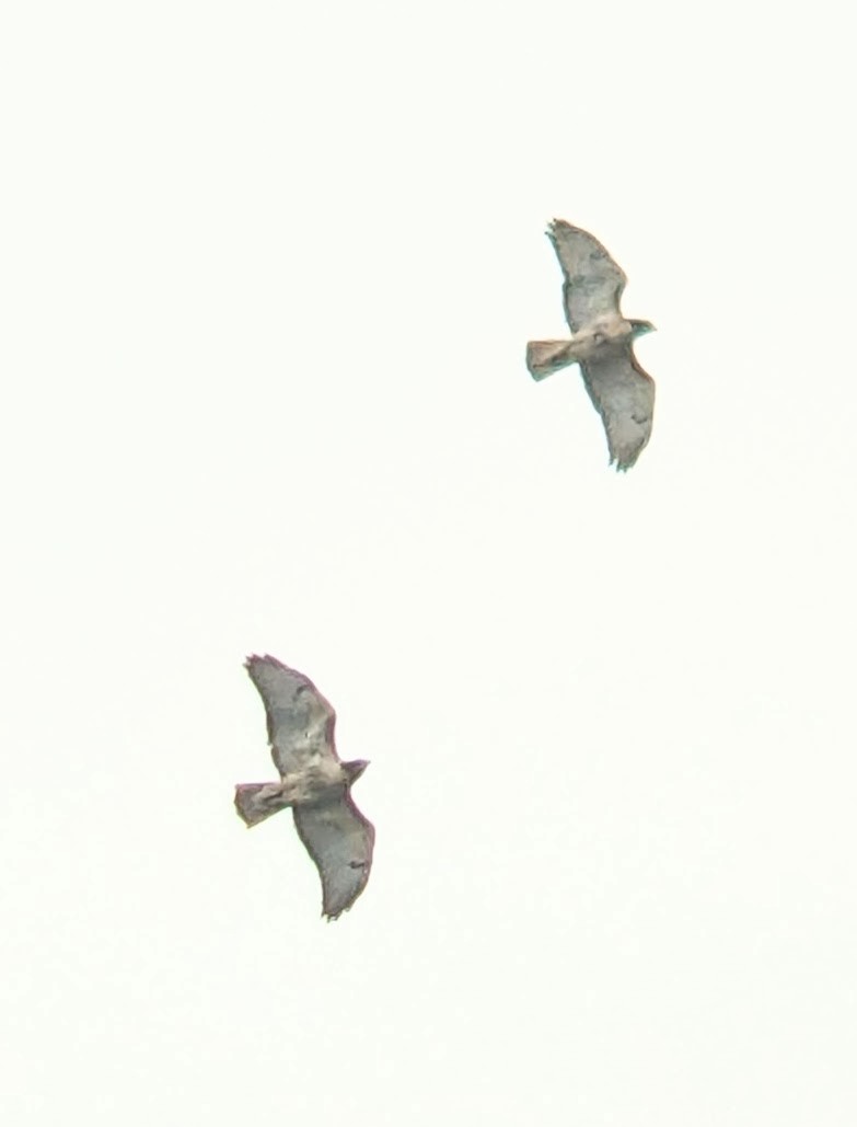 ub. hauk - ML643941856