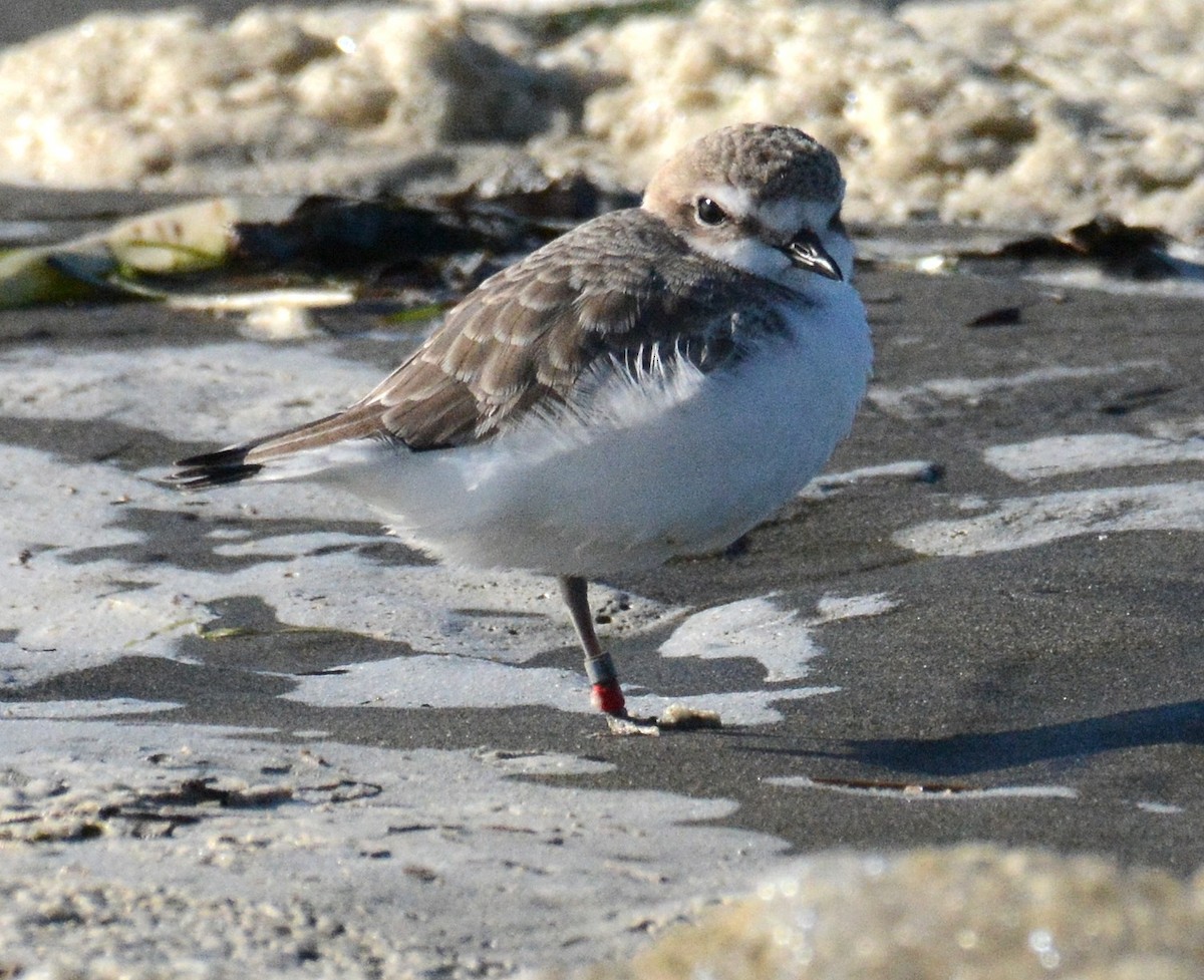 Snowy Plover - ML643941876