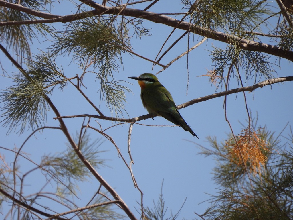 Blue-cheeked Bee-eater - ML643941896