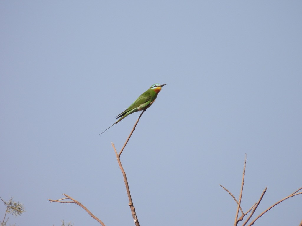 Blue-cheeked Bee-eater - ML643941900