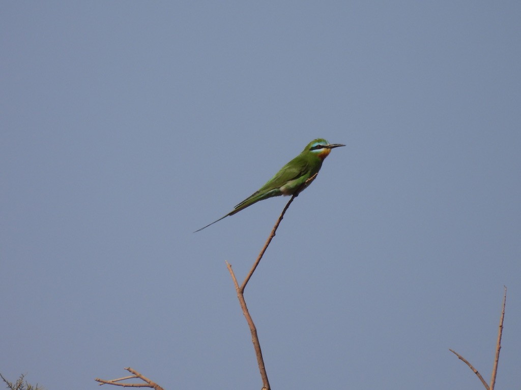 Blue-cheeked Bee-eater - ML643941902