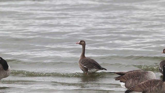 Greater White-fronted Goose - ML643941903