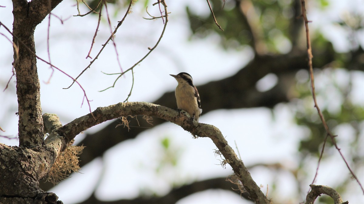 チャガシラコゲラ - ML643941910