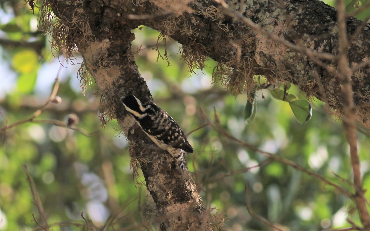 チャガシラコゲラ - ML643941911