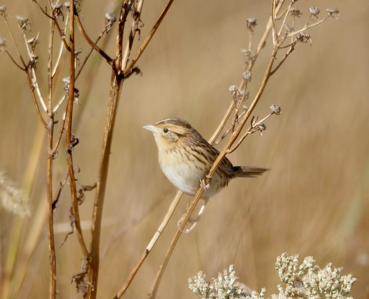 LeConte's Sparrow - ML643941932