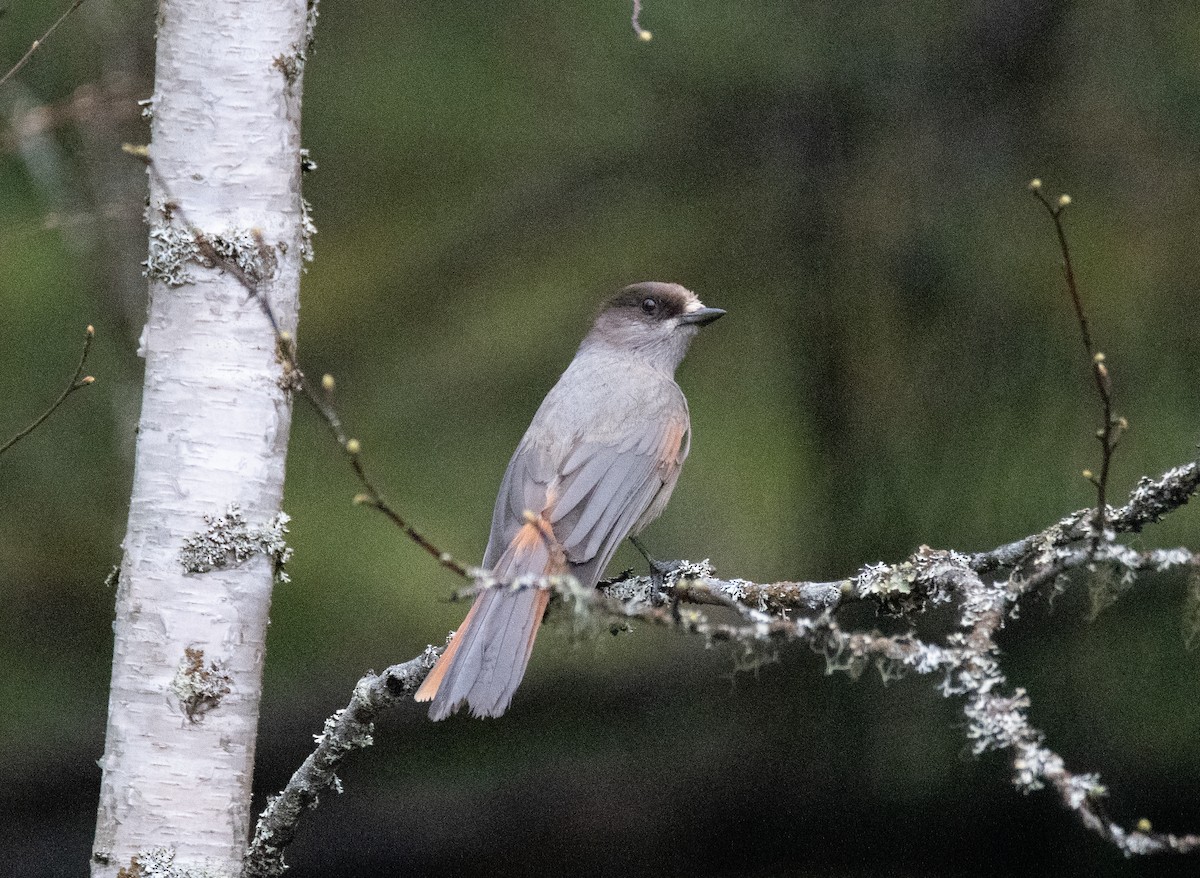 Siberian Jay - ML643941962