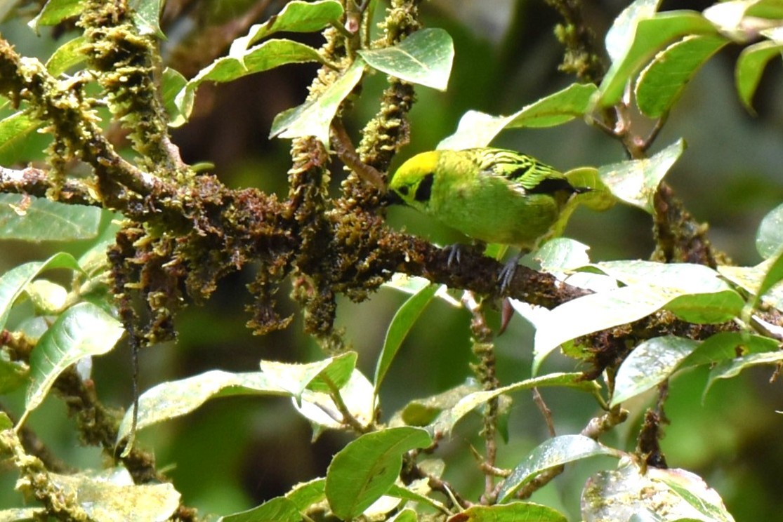Emerald Tanager - ML643941963