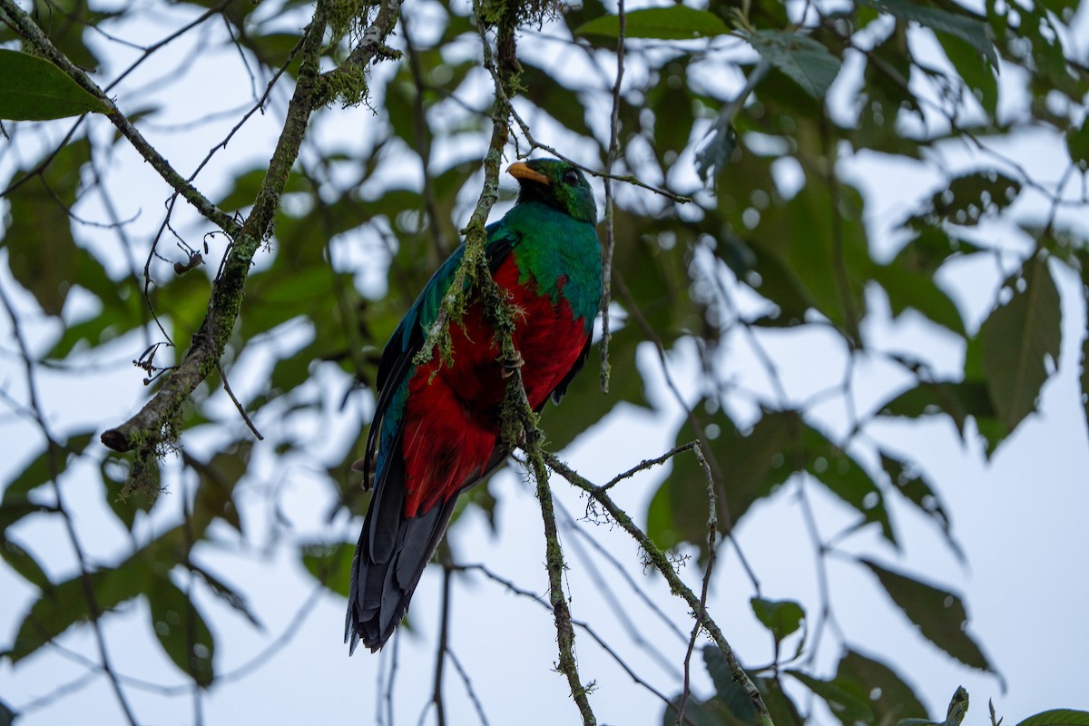 Quetzal doré - ML643941976