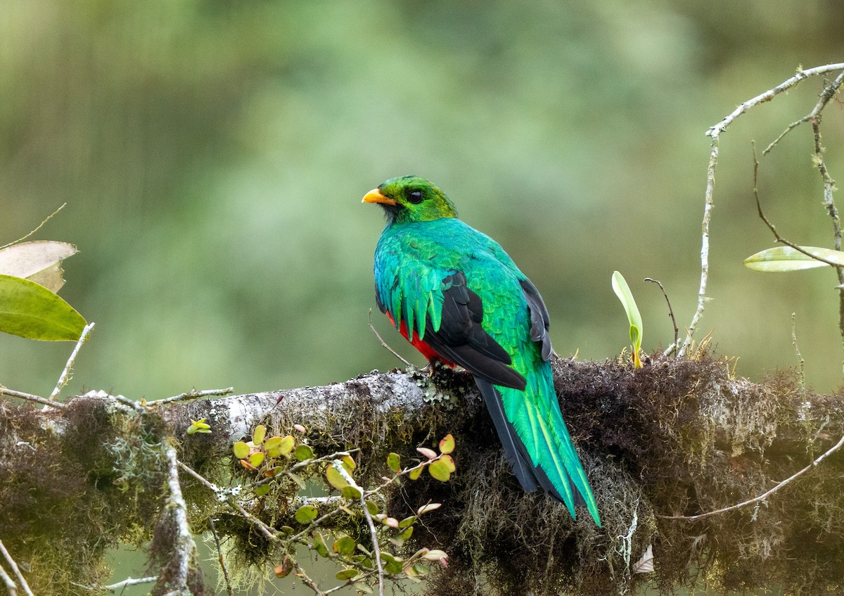 Quetzal doré - ML643941977